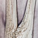 Baobab Duftkerze Max 16 Woods Broceliande