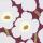 IHR Ideal Home Range Cocktail Servietten Unikko Bordeaux 25 x 25 cm